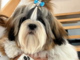 Mâle Shih Tzu disponible pour saillie