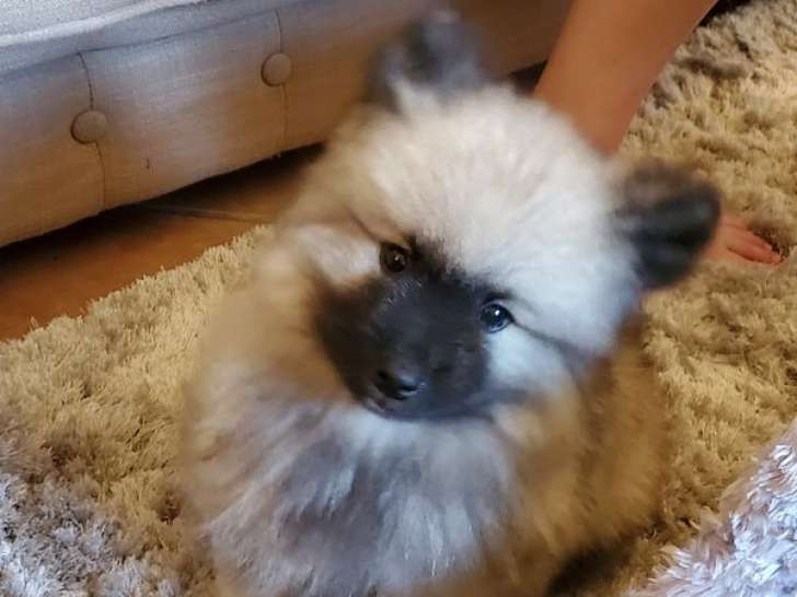 Chiots Spitz Loup (Keeshond) à vendre