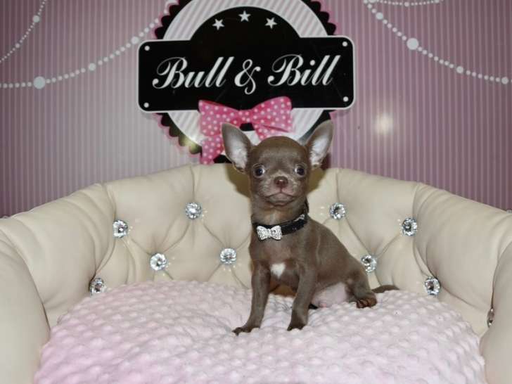 Chiots de type Chihuahua à vendre (1 femelle & 1 mâle)