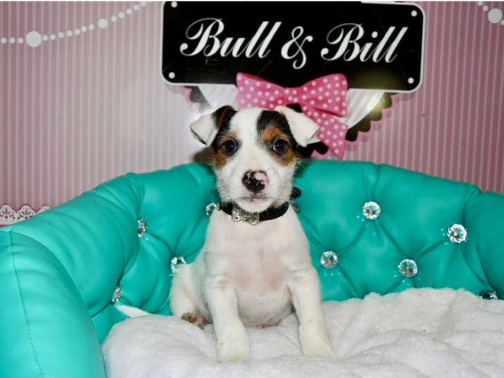 Magnifique mâle Jack Russel à vendre