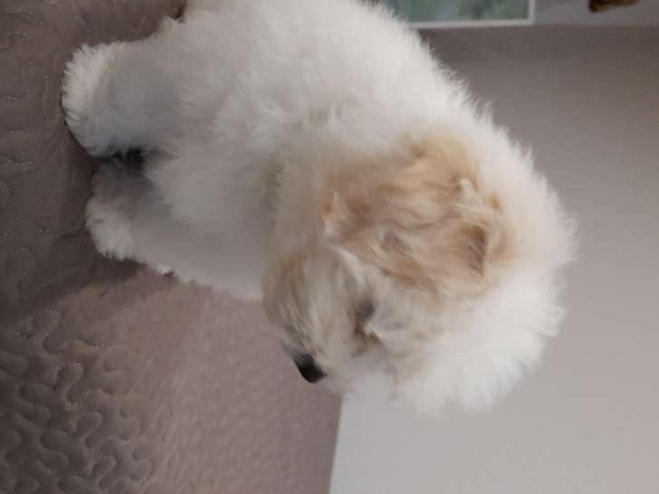 Chiots Coton de Tuléar à vendre