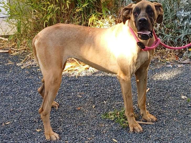 Dogue Allemand Femelle Fauve LOF