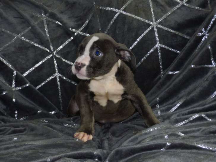 Chiots American Bully ABKC