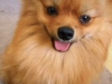 Aky, mâle Spitz Nain cherche femelle pour saillie