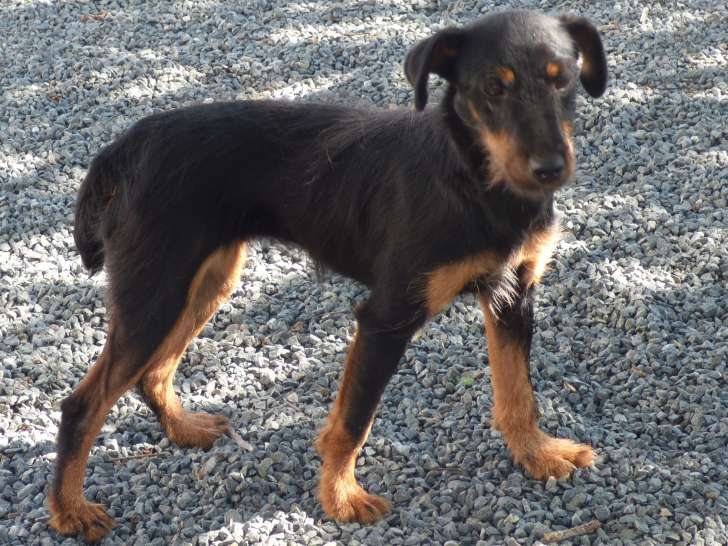 Jeune femelle adulte Jagd Terrier LOF à vendre
