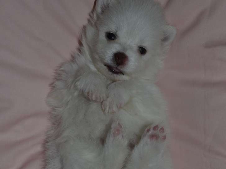 Chiot femelle Spitz Allemand de type Poméranian à vendre