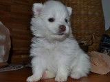 Chiot femelle Spitz Allemand de type Poméranian à vendre