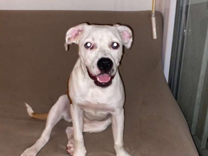 Femelle Staff croisée Cane Corso à vendre