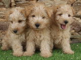 Trois chiots mâles Lakeland Terriers LOF à vendre