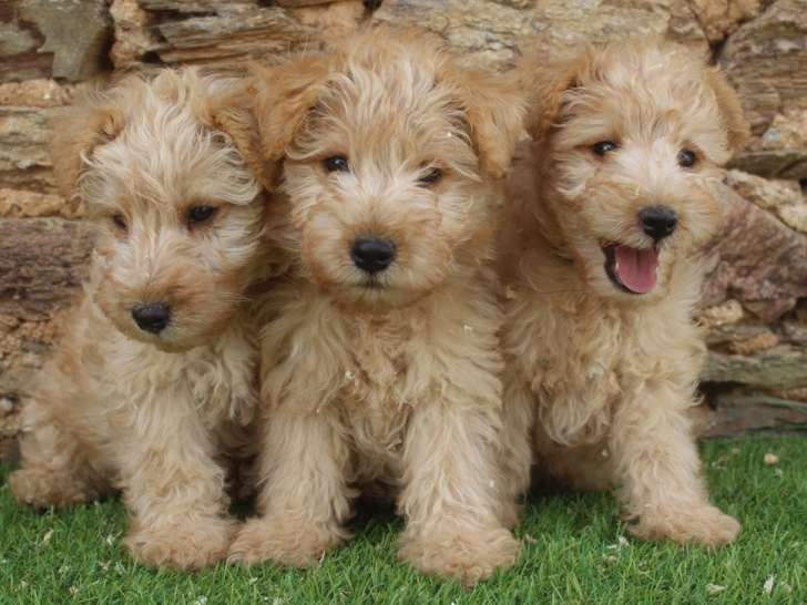 Trois chiots mâles Lakeland Terriers LOF à vendre