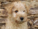 Trois chiots mâles Lakeland Terriers LOF à vendre