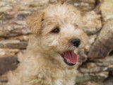 Trois chiots mâles Lakeland Terriers LOF à vendre
