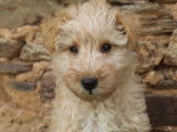 Trois chiots mâles Lakeland Terriers LOF à vendre