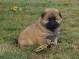 Deux chiots femelles Eurasiers LOF &agrave; r&eacute;server