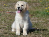 5 chiots femelles Golden Retrievers LOF à vendre