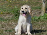 5 chiots femelles Golden Retrievers LOF à vendre