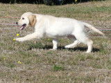 5 chiots femelles Golden Retrievers LOF à vendre