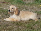 5 chiots femelles Golden Retrievers LOF à vendre