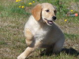 5 chiots femelles Golden Retrievers LOF à vendre