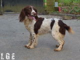 Trois chiots mâles English Springer Spaniels LOF à vendre
