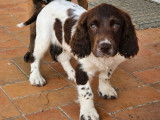 Trois chiots mâles English Springer Spaniels LOF à vendre