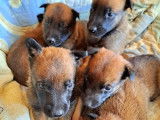 Des chiots Malinois LOF à réserver