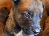 Des chiots Malinois LOF à réserver