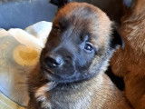 Des chiots Malinois LOF à réserver
