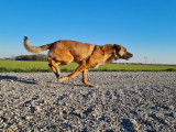 Des chiots Malinois LOF à réserver