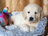 11 chiots Golden Retrievers LOF à réserver