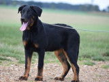 Chiot femelle Beauceron LOF disponible &agrave; la vente