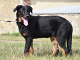 Chiot femelle Beauceron LOF disponible &agrave; la vente