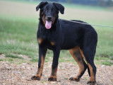 Chiot femelle Beauceron LOF disponible &agrave; la vente