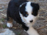 6 chiots Bergers Australiens LOF à réserver