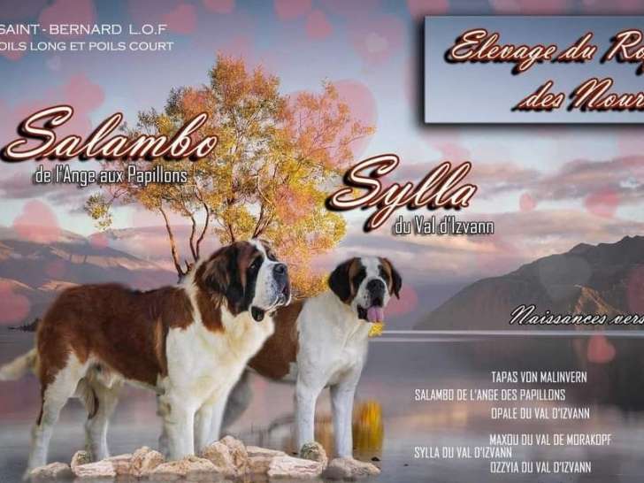 Des chiots Saint Bernard LOF à réserver