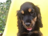 7 chiots Cockers Spaniels Anglais LOF disponibles à la vente