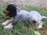 7 chiots Cockers Spaniels Anglais LOF disponibles à la vente