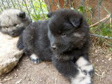 Deux chiots mâles Eurasiers LOF à réserver