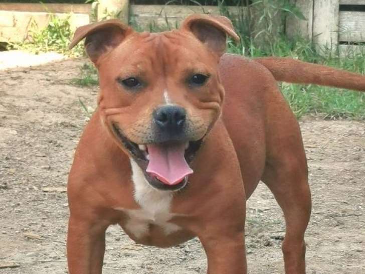 Un chiot femelle Staffordshire Bull Terrier LOF disponible à l'achat