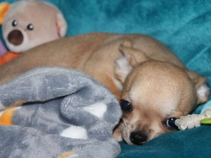 À acheter : un chiot Chihuahua LOF à poil court