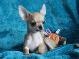 &Agrave; acheter : un chiot Chihuahua LOF &agrave; poil court