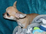 &Agrave; acheter : un chiot Chihuahua LOF &agrave; poil court