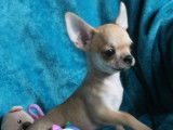 &Agrave; acheter : un chiot Chihuahua LOF &agrave; poil court