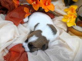 Des chiots Jack Russell Terriers LOF à vendre