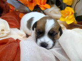 Des chiots Jack Russell Terriers LOF à vendre