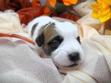 Des chiots Jack Russell Terriers LOF à vendre