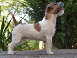 Des chiots Jack Russell Terriers LOF à vendre