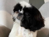Chiot mâle Shih Tzu LOF bicolore à la vente