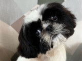Chiot mâle Shih Tzu LOF bicolore à la vente