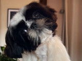 Chiot mâle Shih Tzu LOF bicolore à la vente